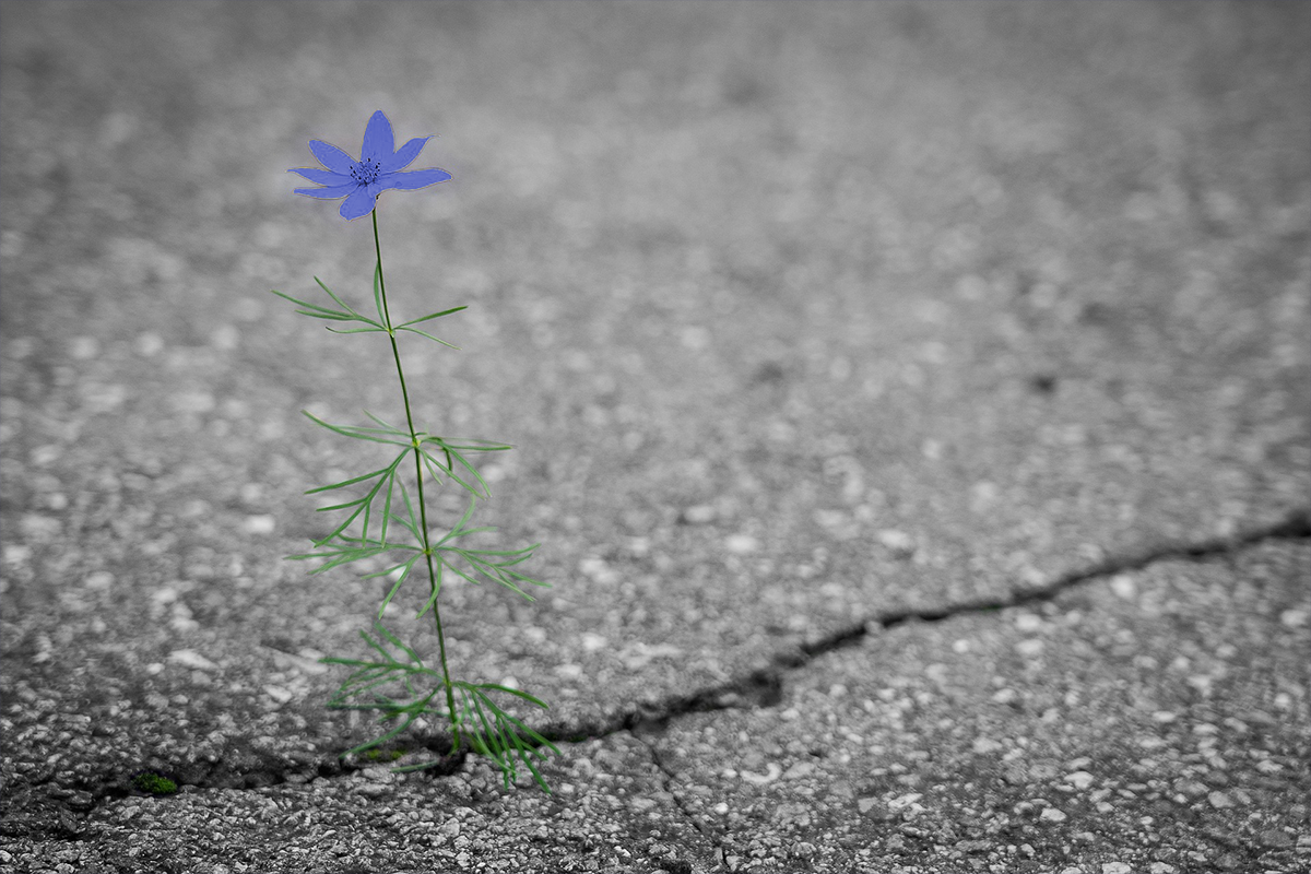 Banner - Blue Flower